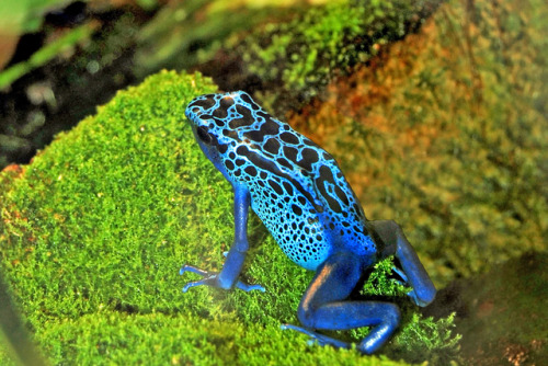 Blue Poison Dart Frog (Dendrobates azureus) by EM Kaufman