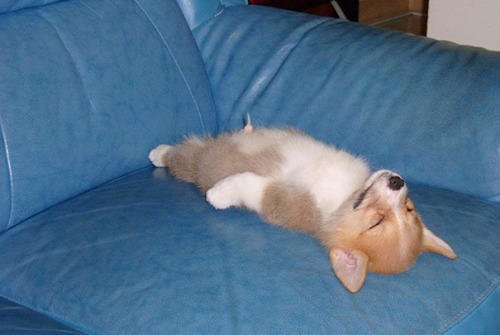 XXX awesome-picz:  Puppies That Can Sleep Anywhere photo