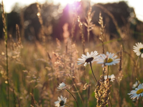forgottenmorsecode:Daisies in the evening light