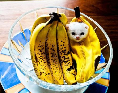 cute-n-adorable - Animals in banana costume for @thedancingzer0 