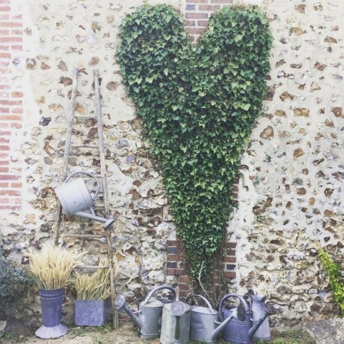 Sur une idée de @cath_jardin_secret et de @goumyflo , un vulgaire mur de lierre transformé en mur dé