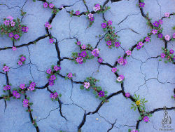 asylum-art:  Spectacular colour  into this arid Utah desert by Guy Tal &ldquo;Every few years, for a few fleeting days, when conditions are just right, these otherwise arid lands burst into color with carpets of Scorpionweed and Beeplant.&rdquo; - Utah’s