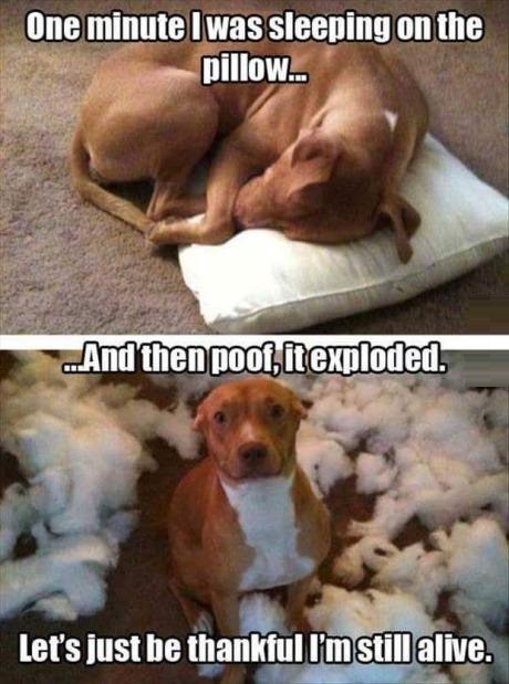 wannajoke:  It wasn’t me