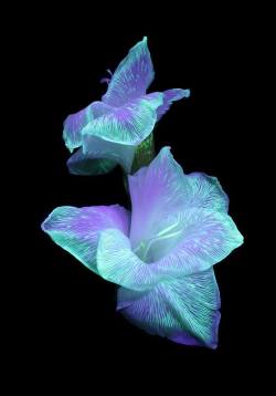  Did You Know A Flower Placed In Highlighter Fluid Can Absorb The Fluorescent Ink