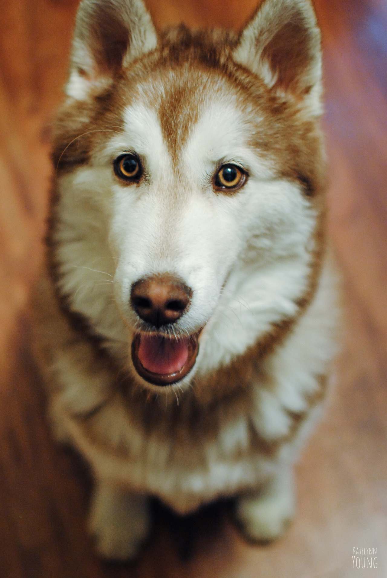 shepherd-tails:4/2/2015Ultimate Sausage cuteness post. c:
