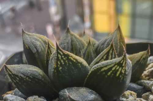 succulentinterrupted: Haworthia hybrid, golden hour. Update, 2 years later. May 2020. This has grown