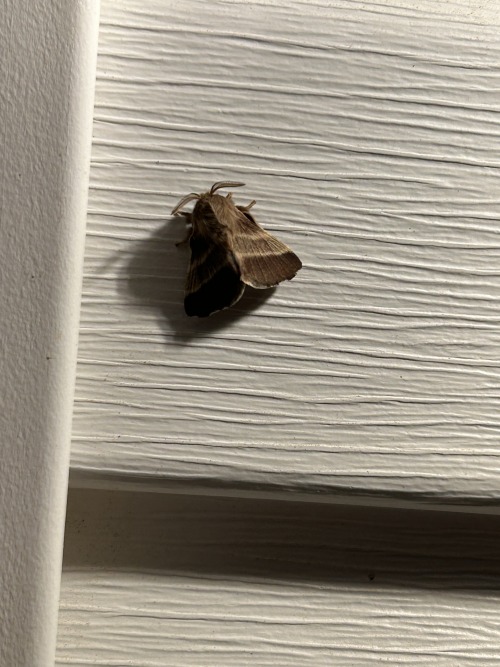 I Hatched A Moff