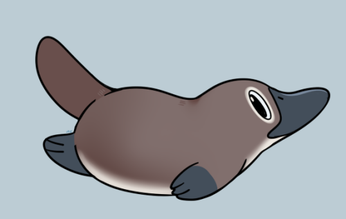 Sex rumwik: Little platypus pictures