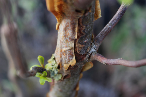 zoun-thea-ton-oneiron: willow bark * /Weidenrinde / *