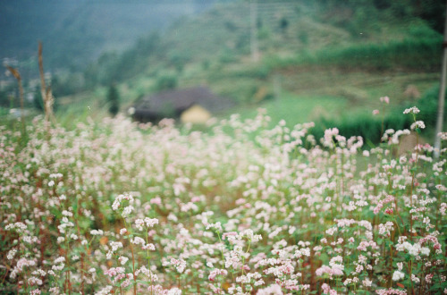 jacindaelena:    Phan Hữu Lập  