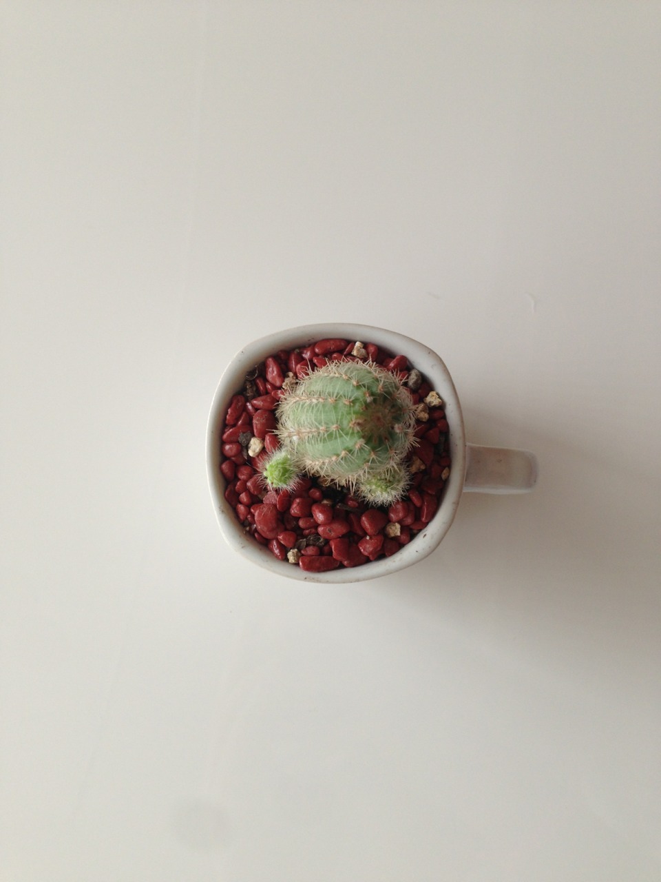 cacteau:  My cactus 🌵 If you change the source I’ll poke you in the eye with