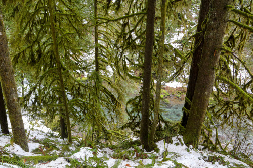 steepravine:Trees Dripping In Moss Along Eagle River(Hood River, Oregon - 12/2016)