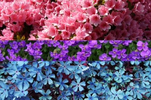 lgbtq-flags: bisexual flower flag!