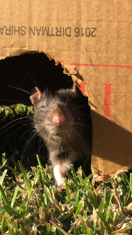 valendyke: just two rats enjoying the sunshine