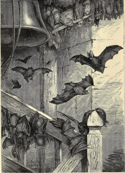 nemfrog: “British bats at home.” Cassell’s natural history. v.1. 1876. 