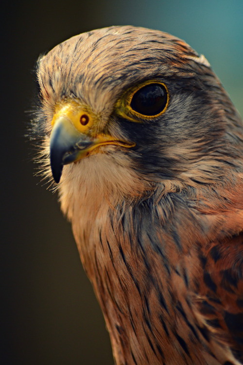 Common Kestrel