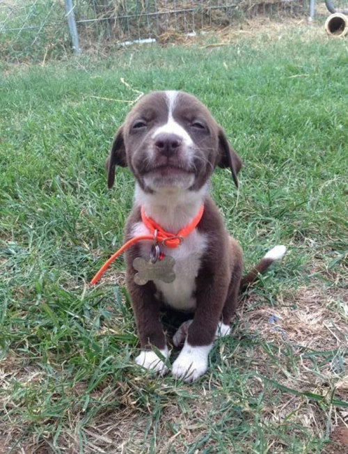 awesome-picz:  The Happiest Dogs Who Show The Best Smiles