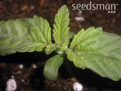 seedsmanseeds:  Auto Blue autoflowering strain Seedsman 