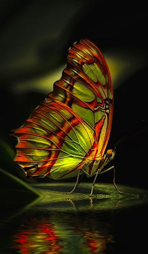 Papillon Caméléon