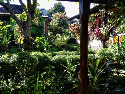 quentrovity: My front- and backgarden here in Ubud at Biang’s homestay.
