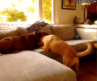 The Funniest GIFs On the Internet