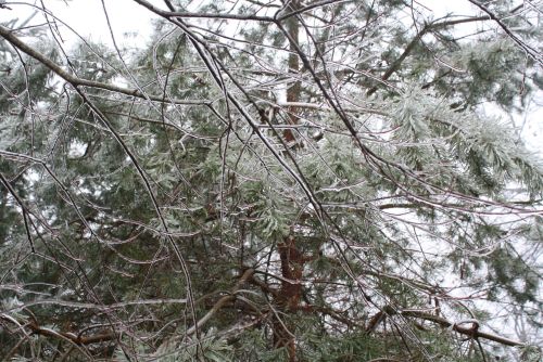 coraruthphotography:  After an ice storm 1/17/17  🌨❄️🍂  Cora Ruth Photography 