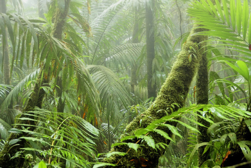 90377: Misty rainforest by Horst Vogel