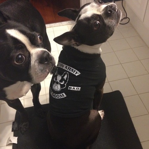 clevotine: Stella is lookin pretty cute in her BAD shirt! #bostonarmyofdoom #bostonterrier #bostonte