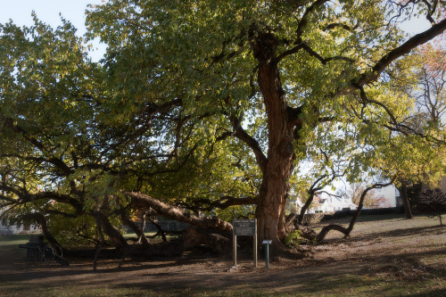 A beautiful old “Osage Orange Tree”, the largest on record. Stands at 88′ high, with a crown of 76′ 