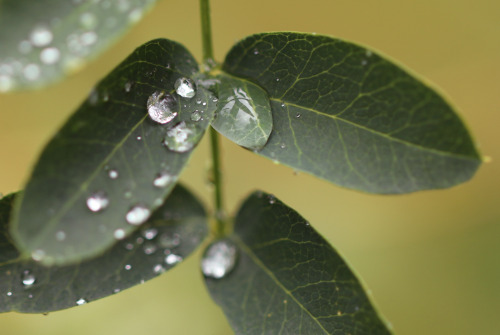 Rainy August days.