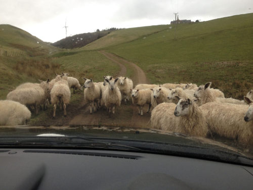 I think we’re approaching maximum lamb density. Some of the mules remain convinced that our car just