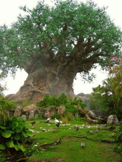 Shoutout to giant trees!!!!
