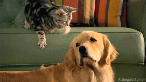 catsdogsgifs:  More Funny GIFs here 
