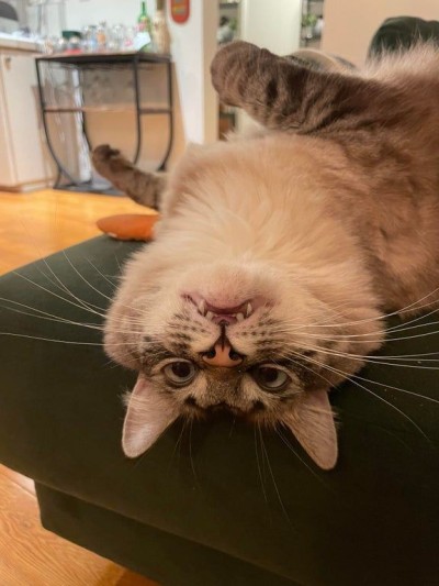 catasters: