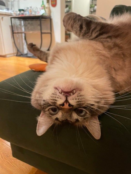 catasters: