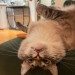 catasters: