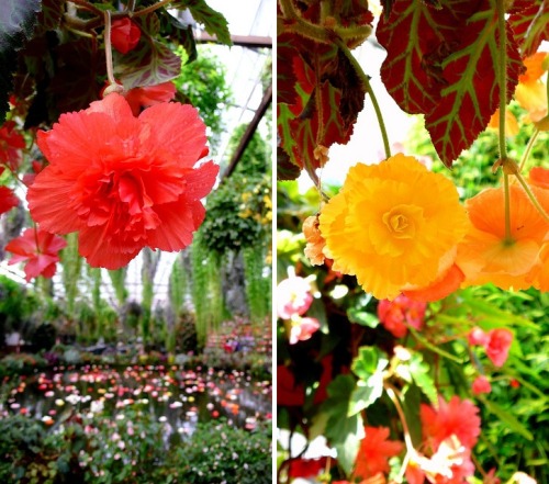 floralls:富士國際花園 (Fuji International Garden) by William Lai