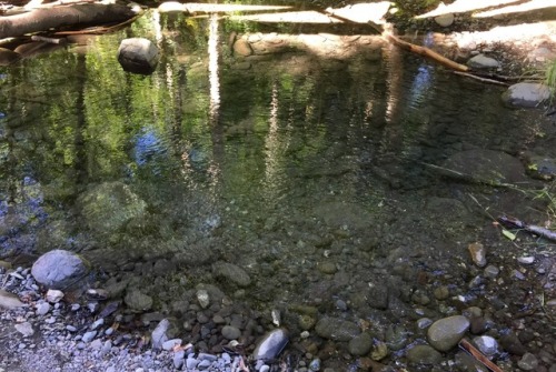 The Dungeness River, Olympic Peninsula Source: Diane Williams&rsquo;s Photography