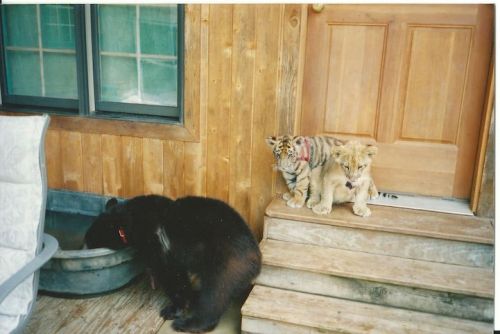 mymodernmet:Amazing Friendship Between a Bear, Lion, and Tiger Who All Live Peacefully Together