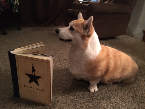 elizaschuylet:somethinghamillton:scampthecorgi:Can’t talk. Reading.@elizaschuylet is this youp