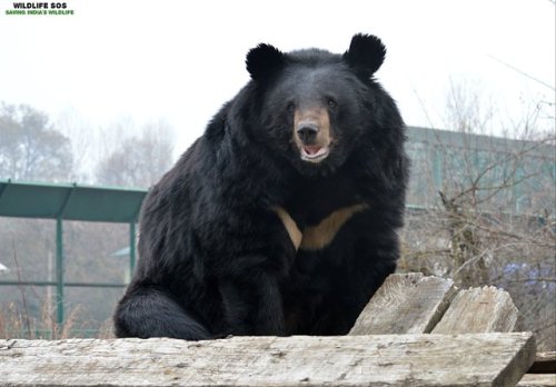 Meet Julie!An Asiatic Black Bear, rescued by #WildlifeSOS in 2007 when her mother was forced to aban