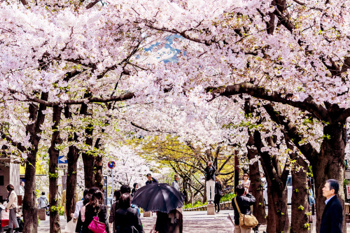 japan-overload:Hanami || original