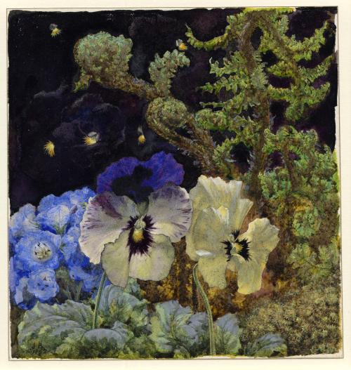 heaveninawildflower:   Pansies, delphinia,