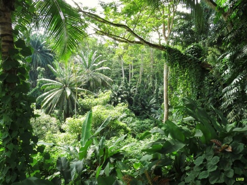 forever-in-beauty:  hawaii-tropics:  tangled—vines:   ☯ TROPICAL/ORGANIC! ☯    Tropical/Organic Blog