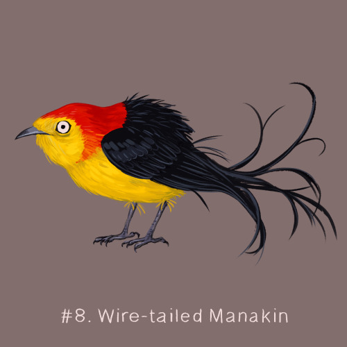 100 Weird Birds: Day 8The epitome of stress for day 8 of my 100 Weird Birds project. The Wire-tailed