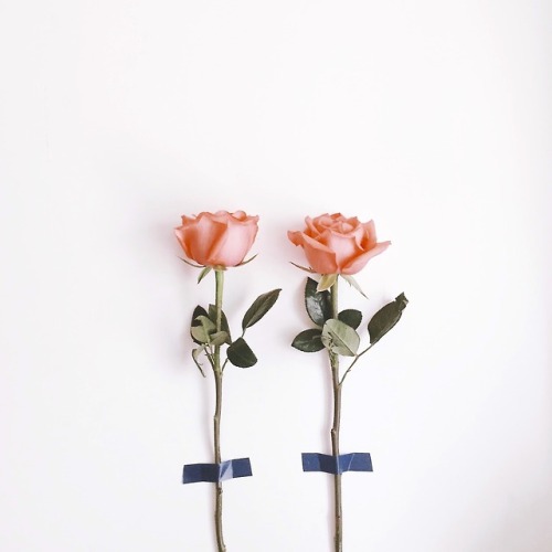 장미.