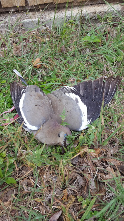 lythronax-argestes:Not quite sure the snake was dead and The prettiest dead dove