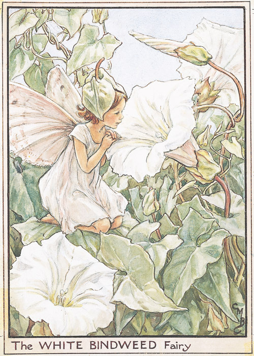 charmpaper:Cicely Mary Barker (1895-1973) Illustration of The White Bindweed Fairy for Flower Fairie
