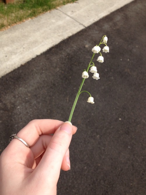 cigs4kids:cutest lil flowers