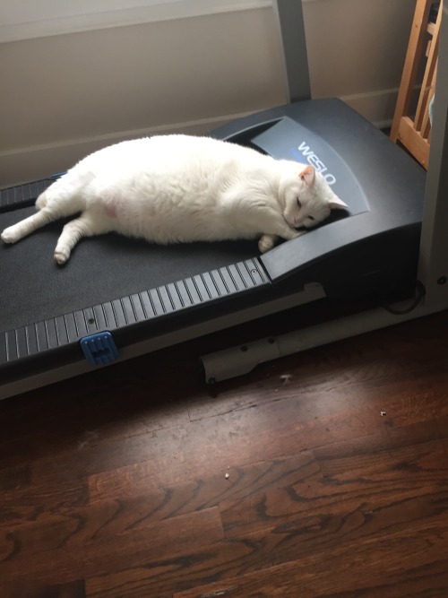 pudgykitties:Same“I was on the treadmill for about four hours last night!”